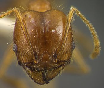 Media type: image;   Entomology 34390 Aspect: head frontal view
